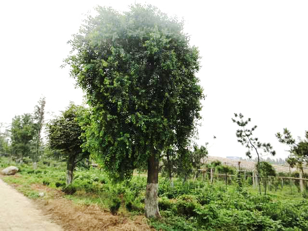 實(shí)景展示12