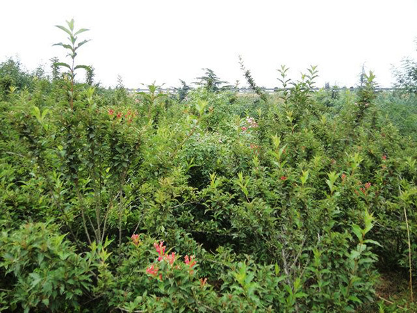 實(shí)景展示03