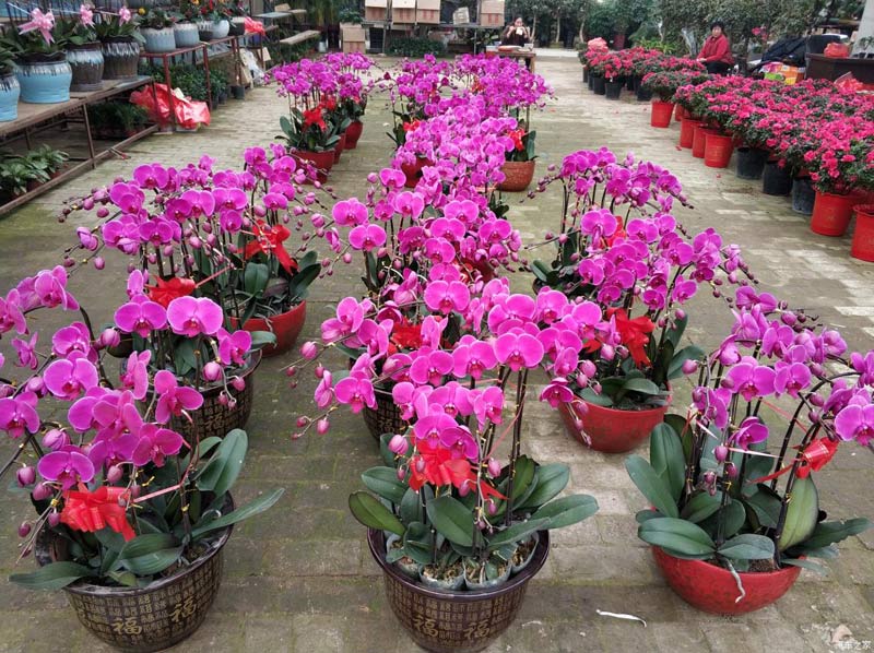 小編帶您走進(jìn)興隆花卉大世界花卉市場(chǎng)