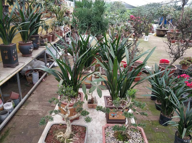 小編帶您走進(jìn)興隆花卉大世界花卉市場(chǎng)