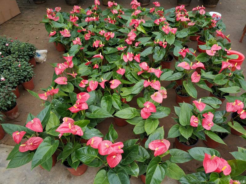 小編帶您走進(jìn)興隆花卉大世界花卉市場(chǎng)