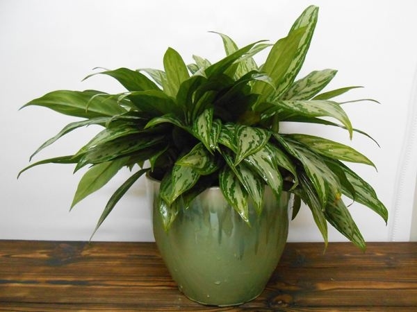 這次興隆花卉攤位租賃小編為您普及：為什么在花卉市場(chǎng)買(mǎi)的花一般不會(huì)長(zhǎng)壽？ 