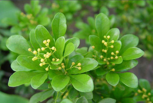 濟(jì)寧大型花卉批發(fā)市場，兗州興隆花卉大市場，霜降節(jié)氣寄語