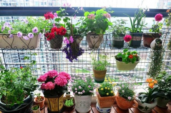 養(yǎng)花的5個(gè)好處，堪比人生財(cái)富，賺大了！